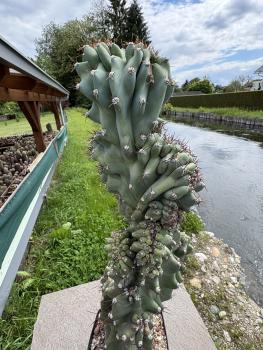Cereus peruvianus monstrosus